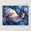 Recherche de chat siamois cartes postales Mignon