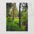 Recherche de forêts tropicales cartes postales Arbres