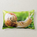 Recherche de escargots coussins Insecte