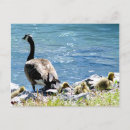 Recherche de oies canadiennes cartes postales Faune