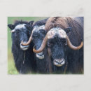 Recherche de tex cartes postales Gras