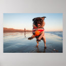 Recherche de chiot de carlin posters Mignon