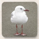 Recherche de oiseaux marins dessous de verres Plage