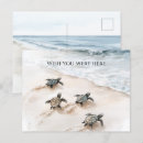 Recherche de de tortue cartes postales Littoral