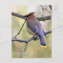 Recherche de cèdres cartes postales Bombycilla cedrorum