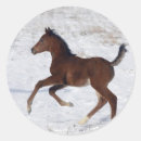 Recherche de photo de cheval autocollants Poulain
