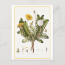 Recherche de dandelion cartes postales Illustration