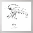 Recherche de écrevisse posters Langouste