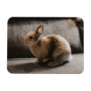 Recherche de nain magnets Lapin