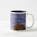 Recherche de loutres tasses Bradley
