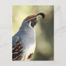 Recherche de caille cartes postales Oiseau