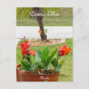 Recherche de canna cartes postales Fleurs
