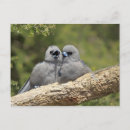 Recherche de hirondelles cartes postales Animal