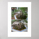 Recherche de bonsaïs Paysages