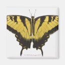 Recherche de de papillon de machaon refrigérateur magnets Faune