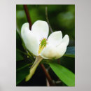Recherche de magnolia posters Arbre