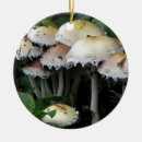 Recherche de champignon photographie Champignons