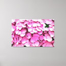 Recherche de hortensia posters Rose