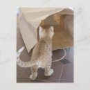 Recherche de chat domestique cartes postales Jour