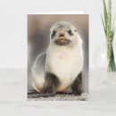 Recherche de bébé phoque vœux cartes Animaux sauvages