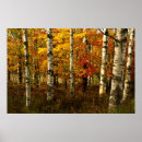 Recherche de bouleau forêt posters Nature