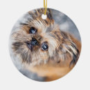 Recherche de griffons de bruxelles Pour lui