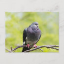 Recherche de pigeon sauvage cartes postales Faune