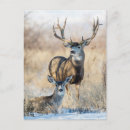 Recherche de mulets cartes postales Cerf mulet
