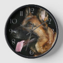 Recherche de bergers horloges Chien