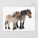 Recherche de cheval belge cartes postales Ferme