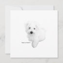 Recherche de maltais invitations Chien