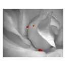 Recherche de macro photo Closeup