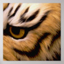 Recherche de bengal tiger posters Tigres