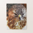 Recherche de hawk puzzles Oiseaux