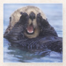 Recherche de loutre dessous de verres Aquatique
