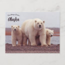 Recherche de ourson cartes postales Alaska