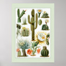 Recherche de cactus posters Sud ouest