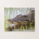 Recherche de reptile puzzles Alligators