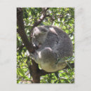 Recherche de ours koala cartes postales Sydney