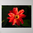 Recherche de dahlia rouge posters Jardin