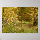 Recherche de cerf de virginie posters Animal