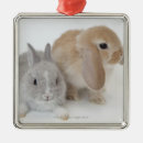 Recherche de la hollande ornements Lapin