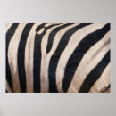 Recherche de rayure de zèbre posters Fourrure