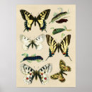 Recherche de ailes papillon posters Pour enfants