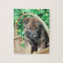 Recherche de malinois puzzles Chiot