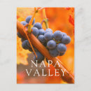 Recherche de raisins sur la vigne cartes postales Californie