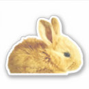 Recherche de visage de lapin autocollants Animal
