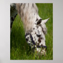 Recherche de cheval d appaloosa posters Poney