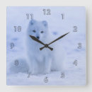 Recherche de renard arctique horloges Neige