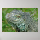 Recherche de iguane art Reptiles